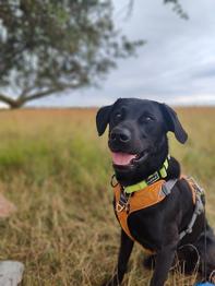 Hanhund tilbydes til parring - labrador formel 1