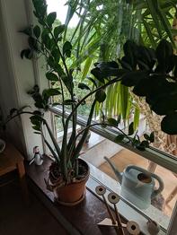 Frodige grønne planter