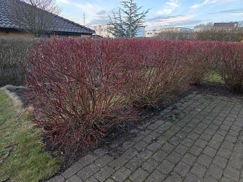 7 gratis Rødgrenet Kornel buske