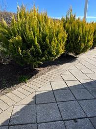 3 flotte cypres buske til afhentning