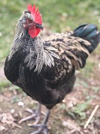 Høns og hans