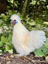 Silkehaner gives bort