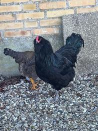 Unghane søger ny hønseflok