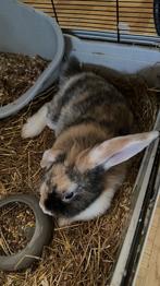 Sælger her med disse to hunde kaniner