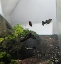 Gratis Blue Moscow guppier