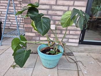Monstera ca 50cm høj