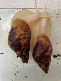 Congo snegle gives væk