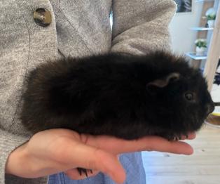 Marvin og Melvin søger nyt hjem