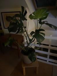 Monstera deliciosa stueplante grøn