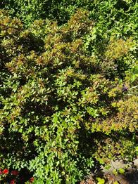 Gratis Rhododendron.