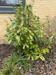 Laurbærblad buske bortgives