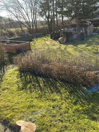 Hækplanter løvfældende buske